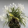 Neofinetia falcata Suruga Fukurin 駿河覆輪 